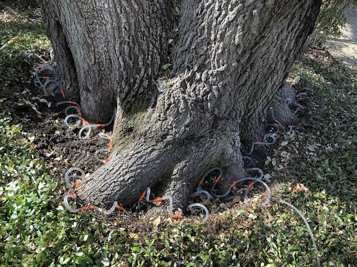 Detailed Tree Cabling and Bracing job site in Huntsville