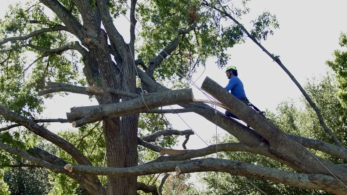 Professional Hazardous Tree Removal performed by certified arborists in Huntsville